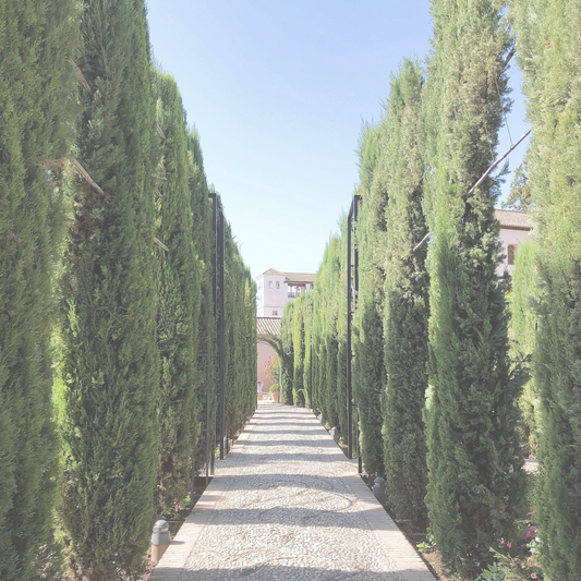 Gilded Cypress