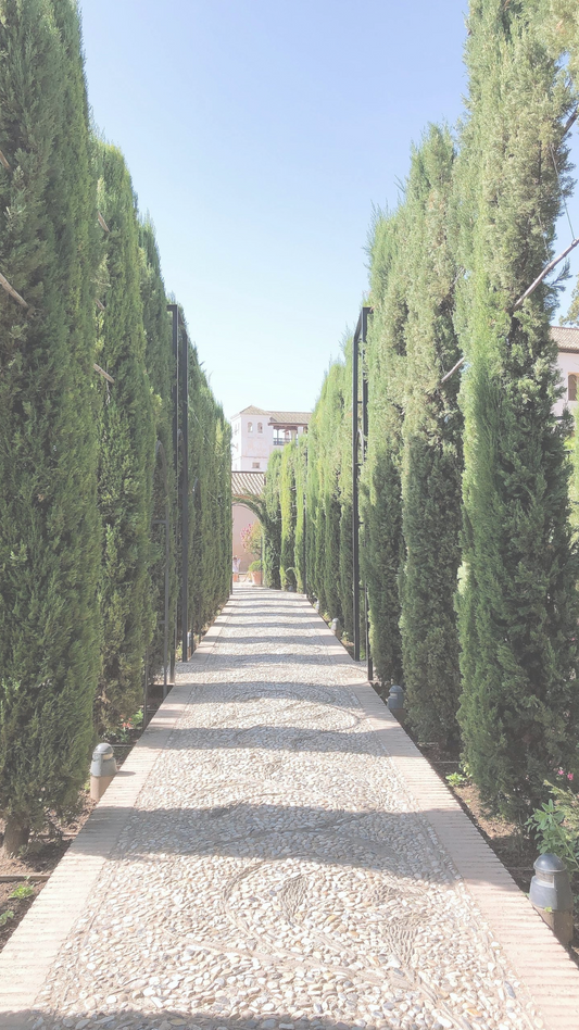 Gilded Cypress